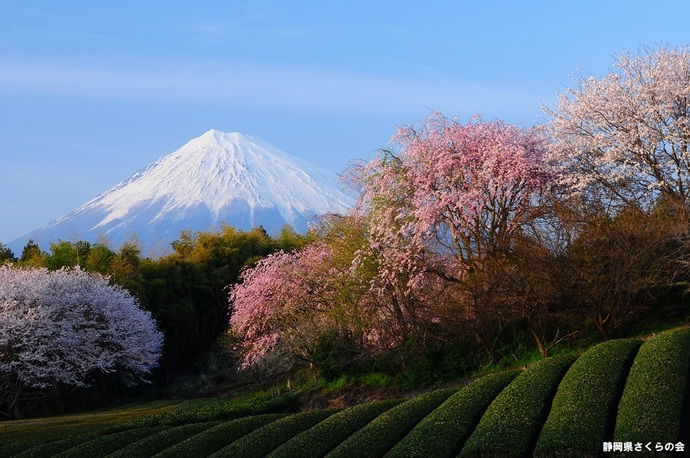 写真：富士山と桜部門準特選