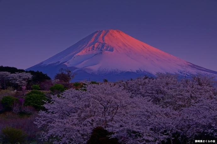 写真：富士山と桜部門入選