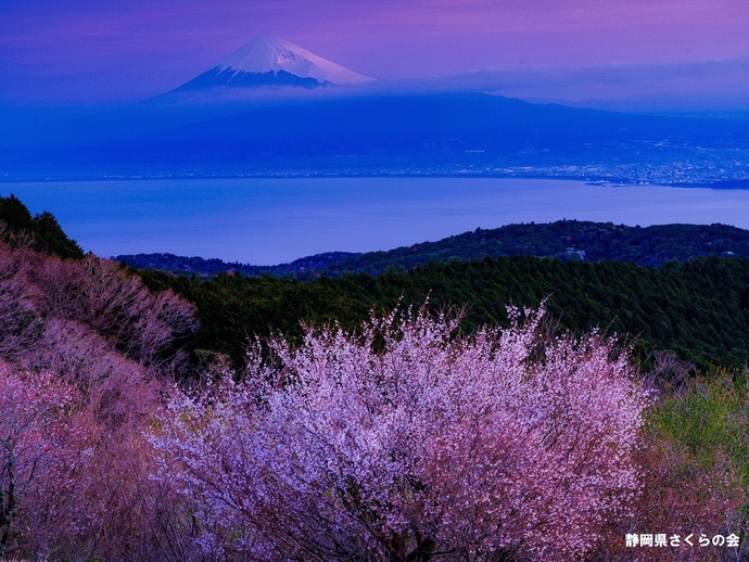 写真：富士山と桜部門入選2