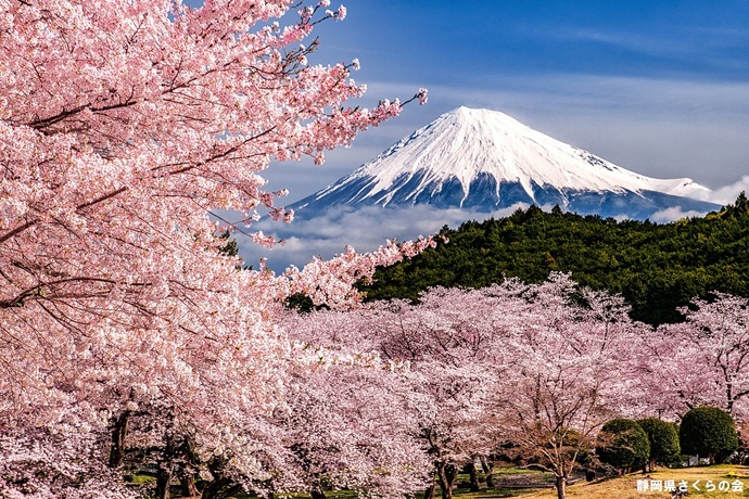 写真：富士山と桜部門入選3