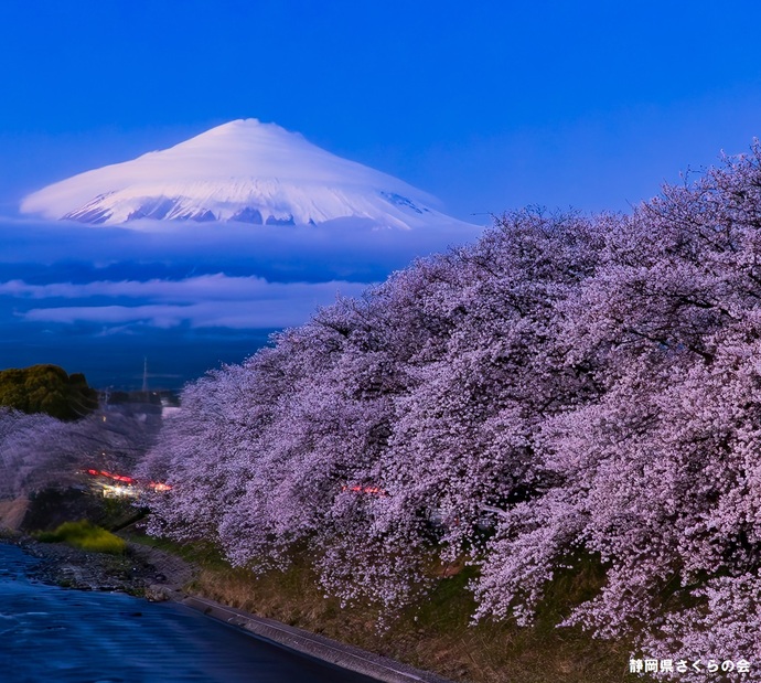 写真：富士山と桜部門入選4