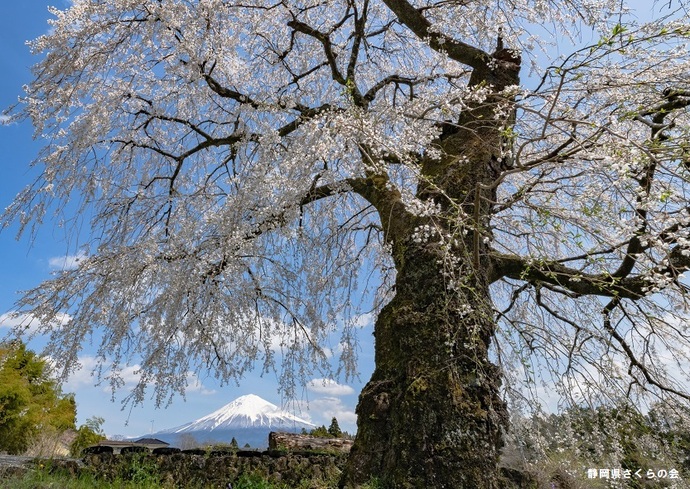 写真：富士山と桜部門入選5