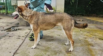 犬横向き2506td004-2
