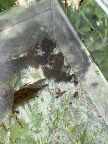 採集した生き物