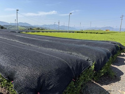 写真：てん茶生産に向けた被覆栽培