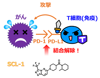がん細胞への免疫解除のメカニズムモデル