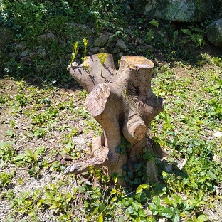 処理1か月後の樹体