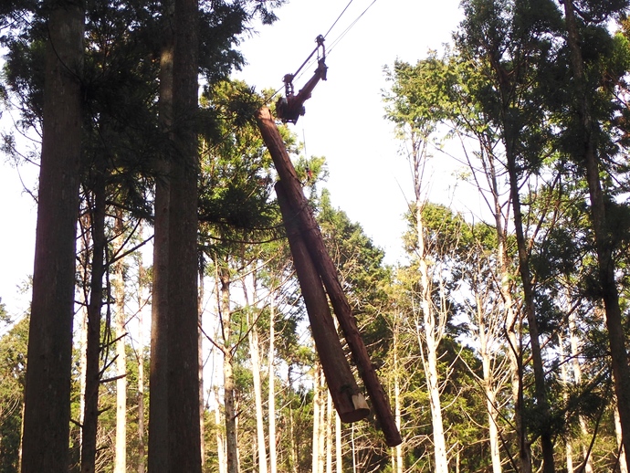 森林の中で丸太が運ばれている写真