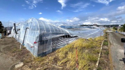 台風で全壊したビニールハウスの写真