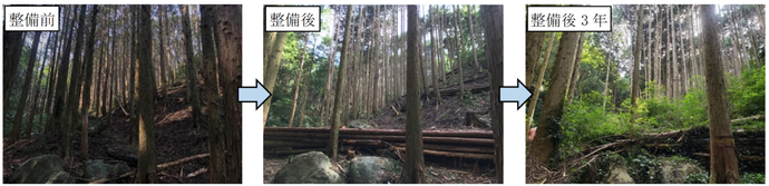 写真1　手つかずで暗くなった森林を伐採したことで林内に光が当たり、草や木々が芽生えました（南伊豆町二條）