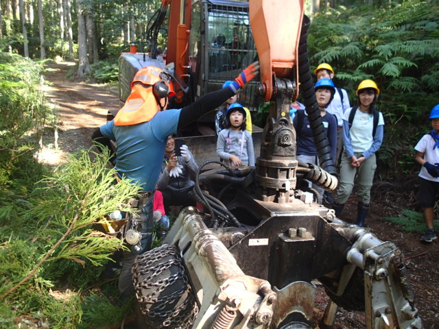 写真6　伐木見学2