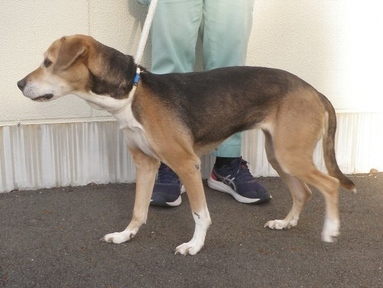 犬写真　2511cd001　横