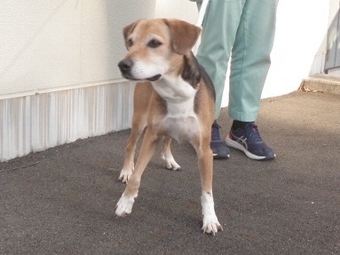 犬写真　2511CD001 正面