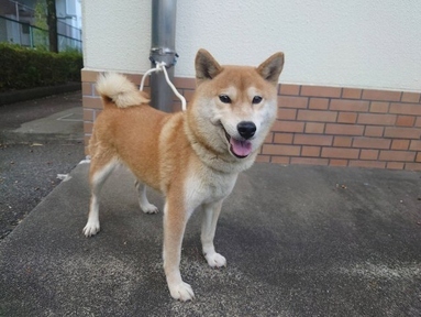 犬写真　2512CD001 正面