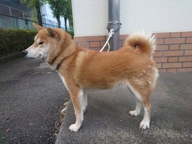 犬写真　2512cd001　横