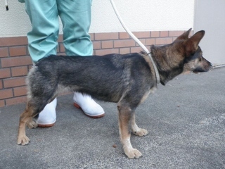 犬写真2512SD001横向き