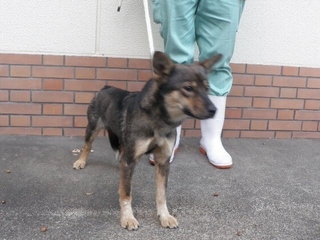 犬写真2512SD001正面