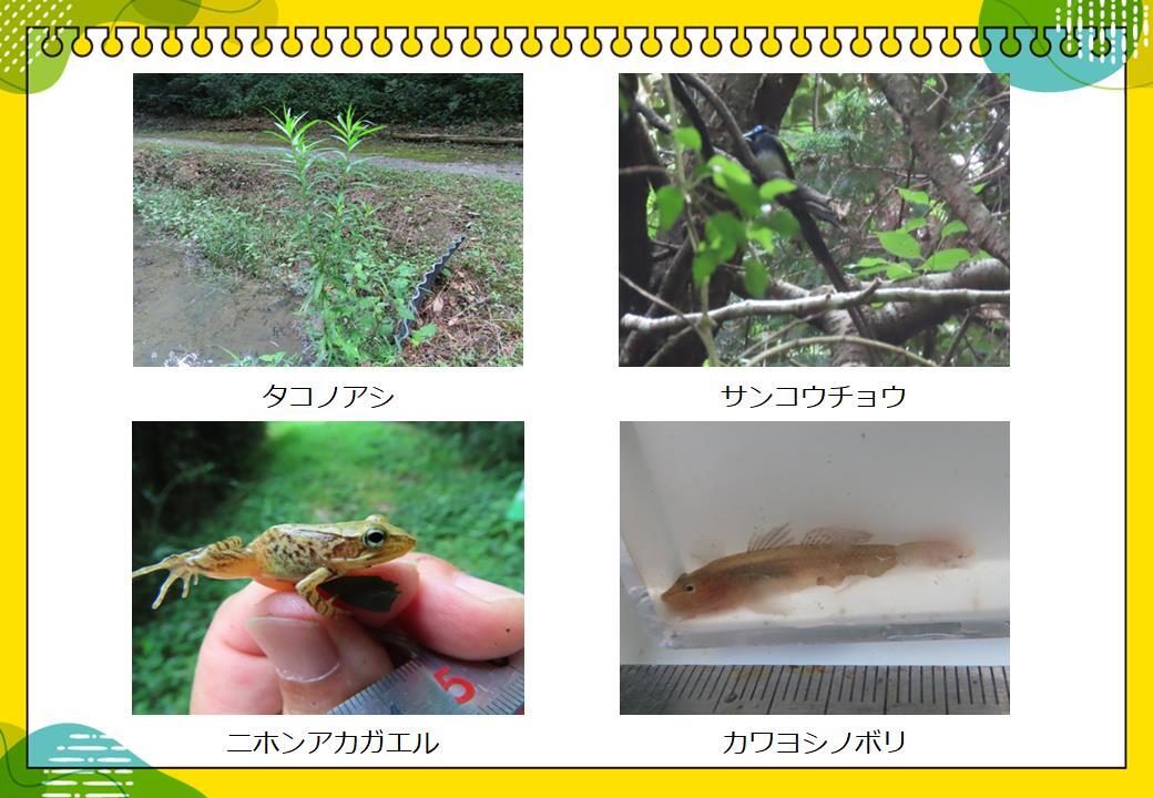 榛原ふるさとの森の動植物