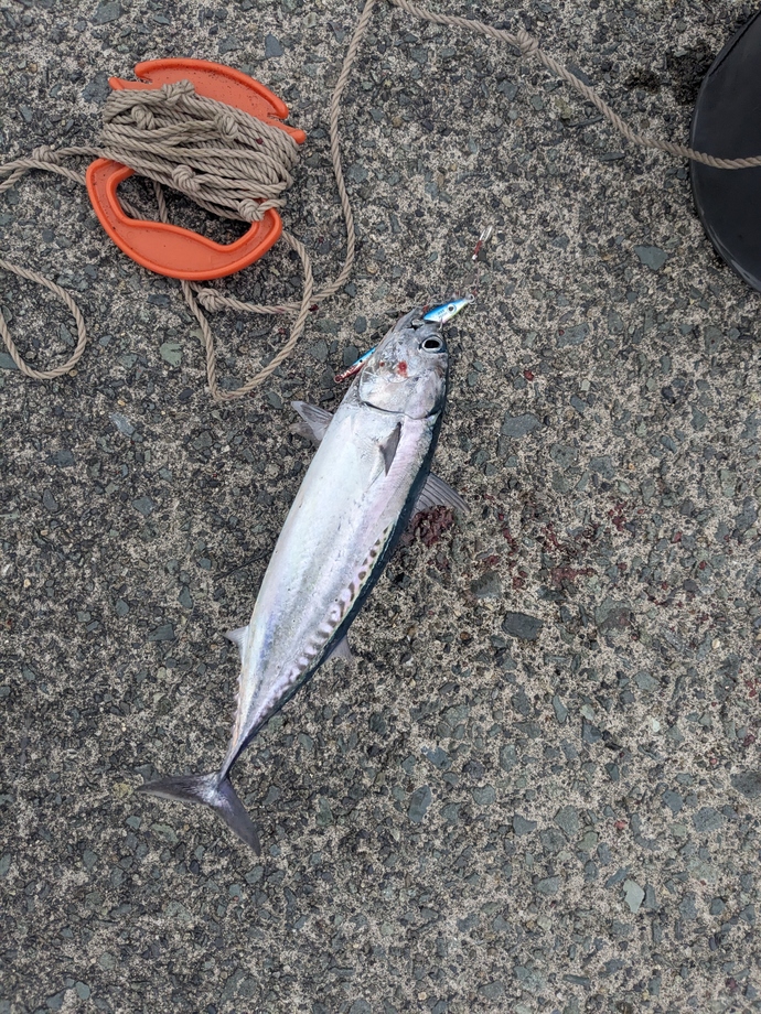 釣り上げた魚の写真