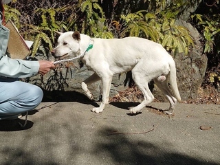 犬写真2602SD001横向き