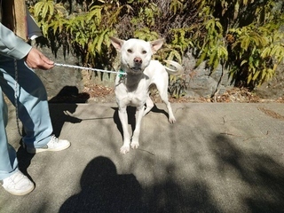 犬写真2602SD001正面