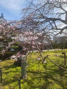 駿府城公園の桜（3月18日現在）