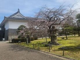 駿府城公園の桜（3月18日現在）