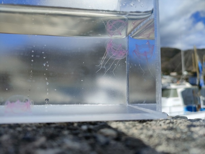 クラゲの写真