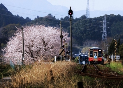 画像：桜で包み込む原谷駅