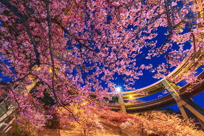 画像：河津桜咲く