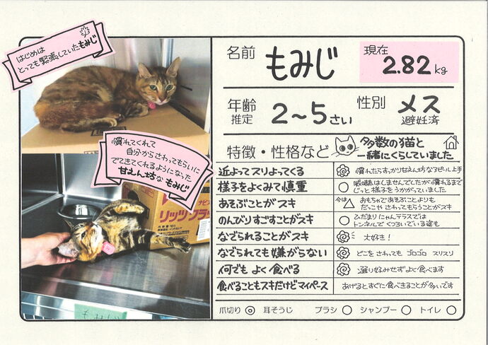 もみじ