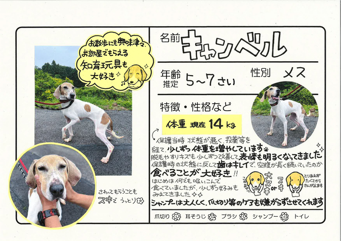キャンベル