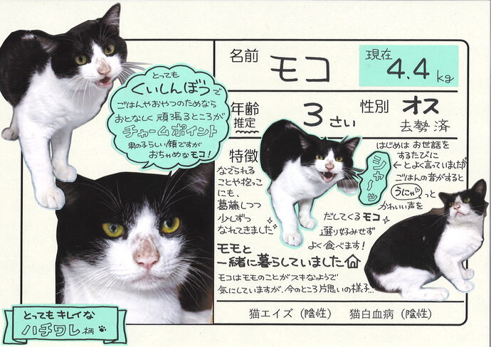 もこ（外部リンク・新しいウィンドウで開きます）