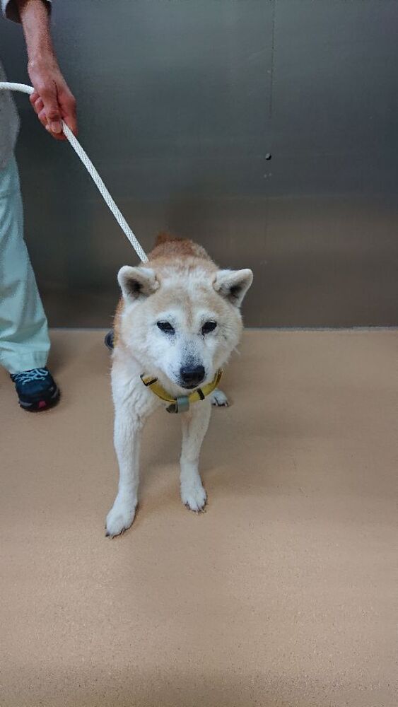 迷い犬2604cd001縦