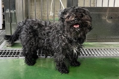 犬写真　2605TD001