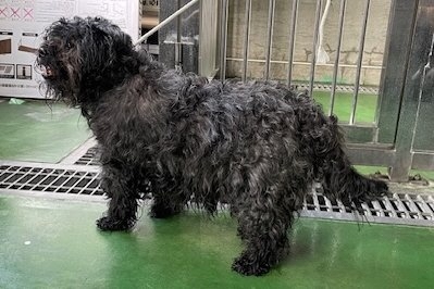 犬写真　2605TD001