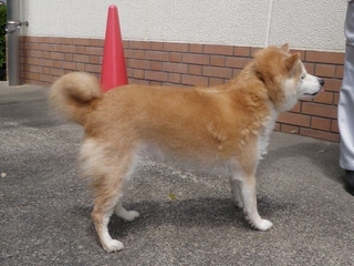 犬写真2605SD001横向き