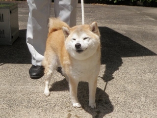 犬写真2605SD001正面