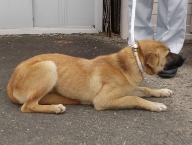犬写真　2605CD001-1