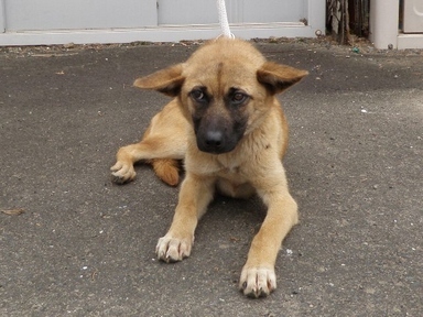犬写真　2605CD001-2