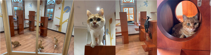 ひだまりにゃんテラス（譲渡猫展示エリア）