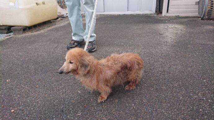 犬写真　2606CD001-1