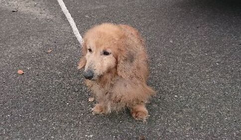 犬写真　2605CD001-2