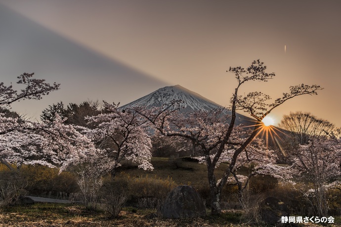 写真:富士山と桜部門準特選