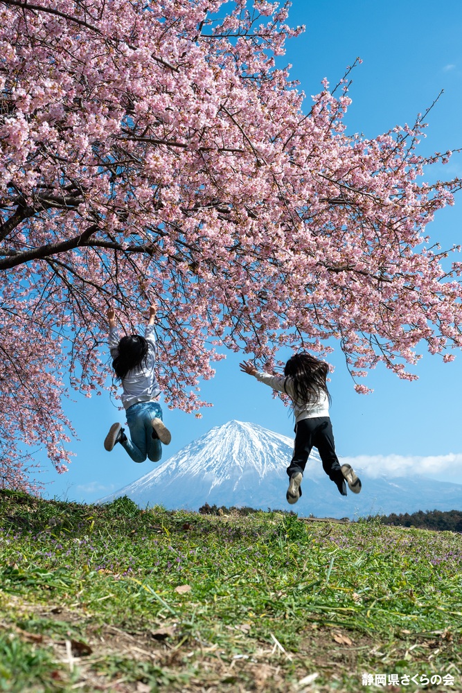 写真:富士山と桜部門入選
