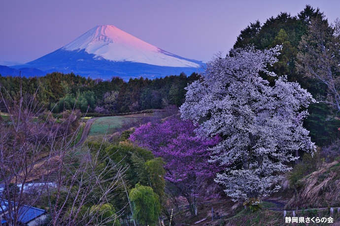 写真:富士山と桜部門入選2
