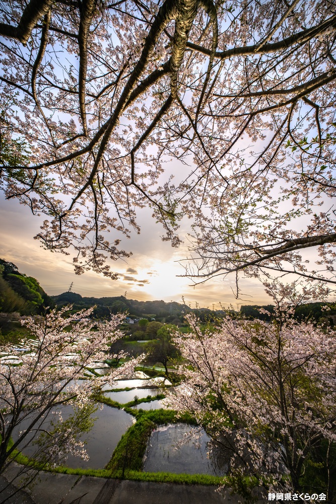写真:桜の風景部門入選3
