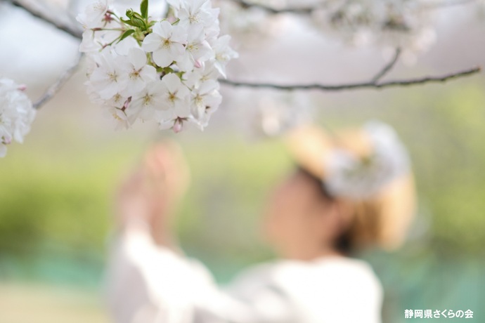写真:桜の風景部門入選2
