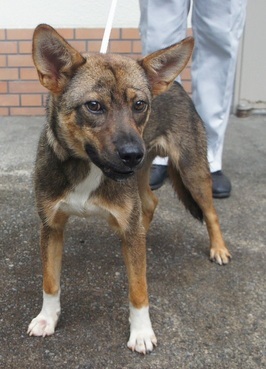 犬写真　2607cd001-1