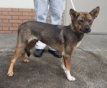 犬写真　2607cd001-2